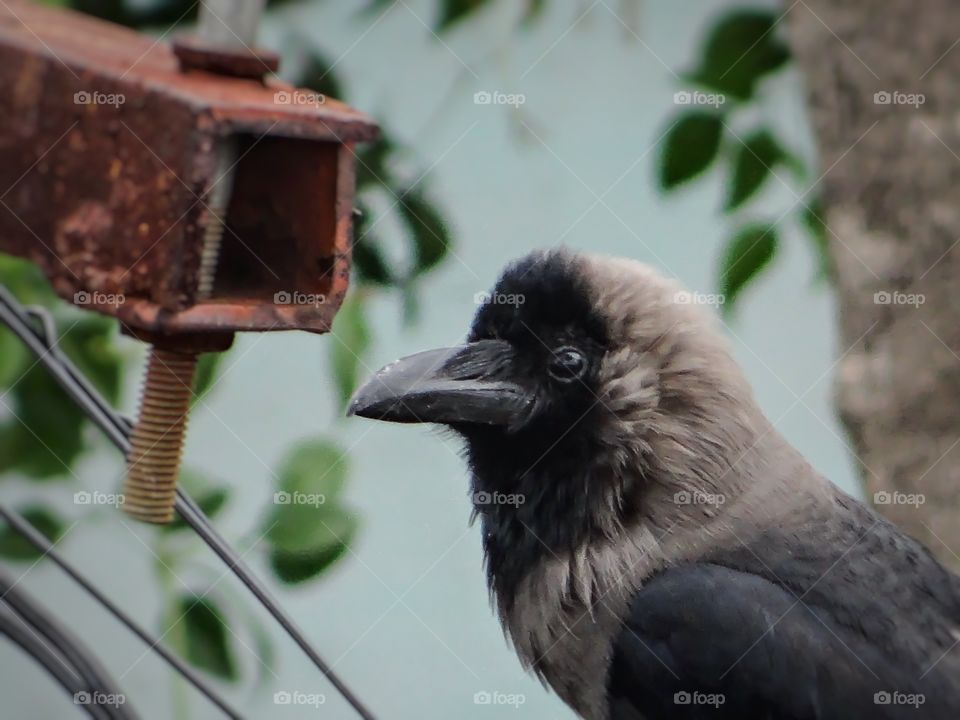 Frowning crow