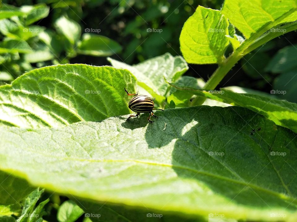 The Colorado potato beetle (Leptinotarsa decemlineata), also known as the Colorado beetle, the ten-striped spearman, the ten-lined potato beetle or the potato bug. Pest on potato leaves in the farm