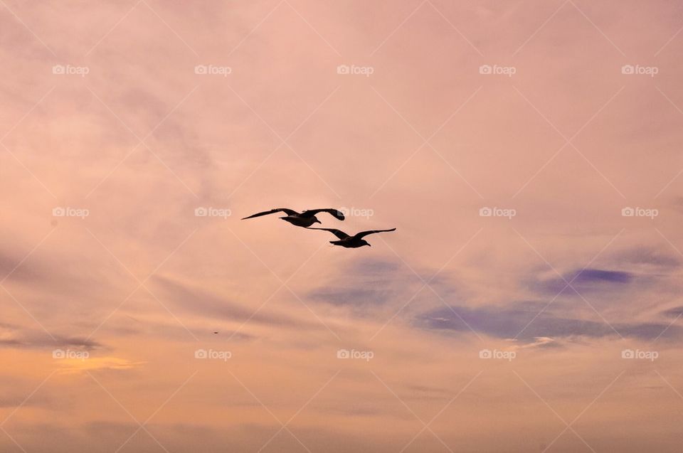 Love birds at sunset 