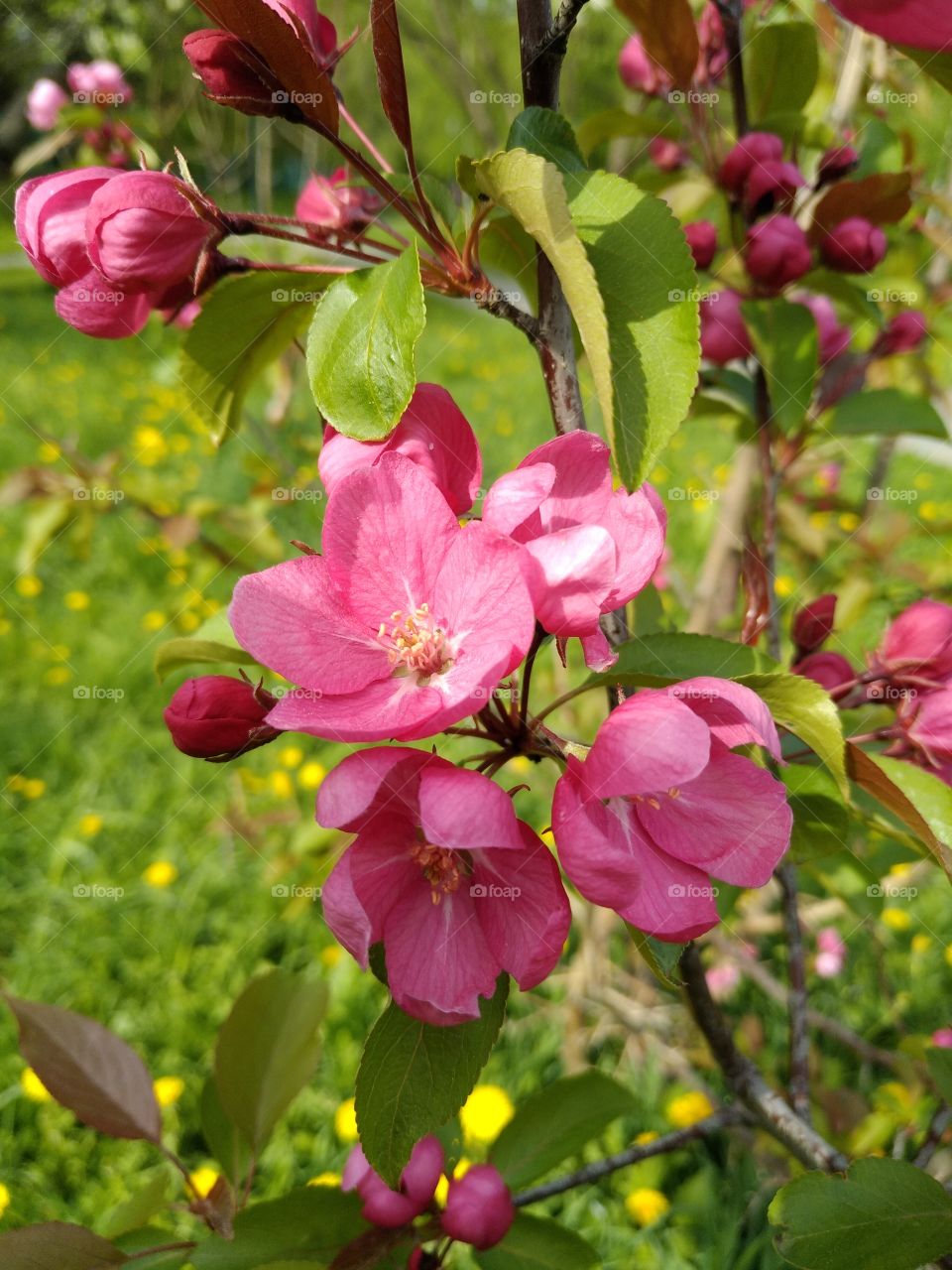 Blooming apple tree