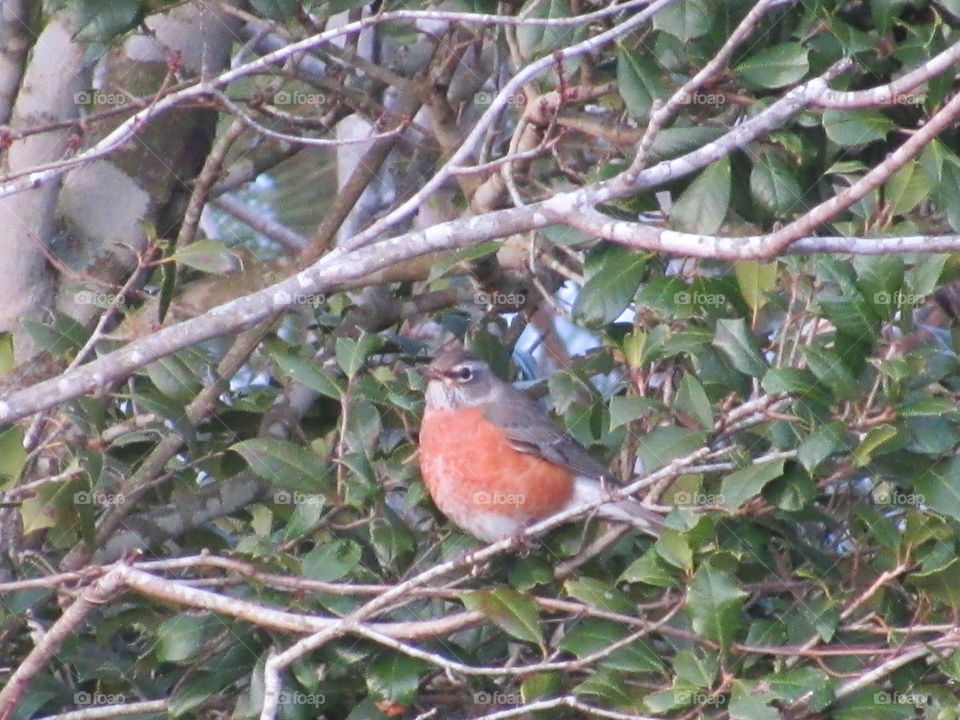 Bird, Wildlife, Nature, Tree, Songbird