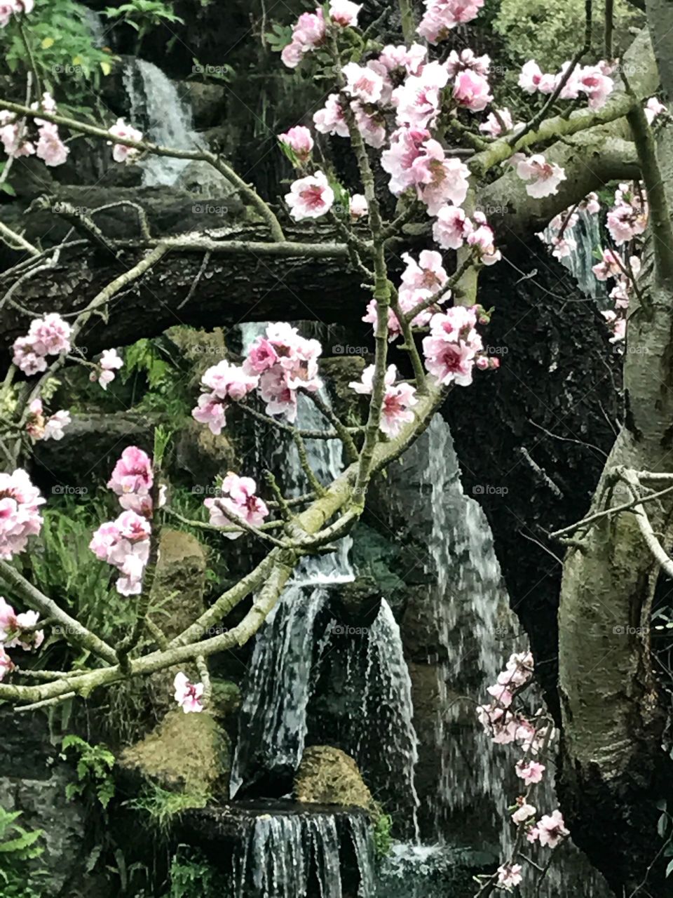 Spring Blossoms with Water Fall