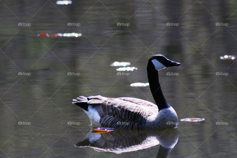 High angle view of goose