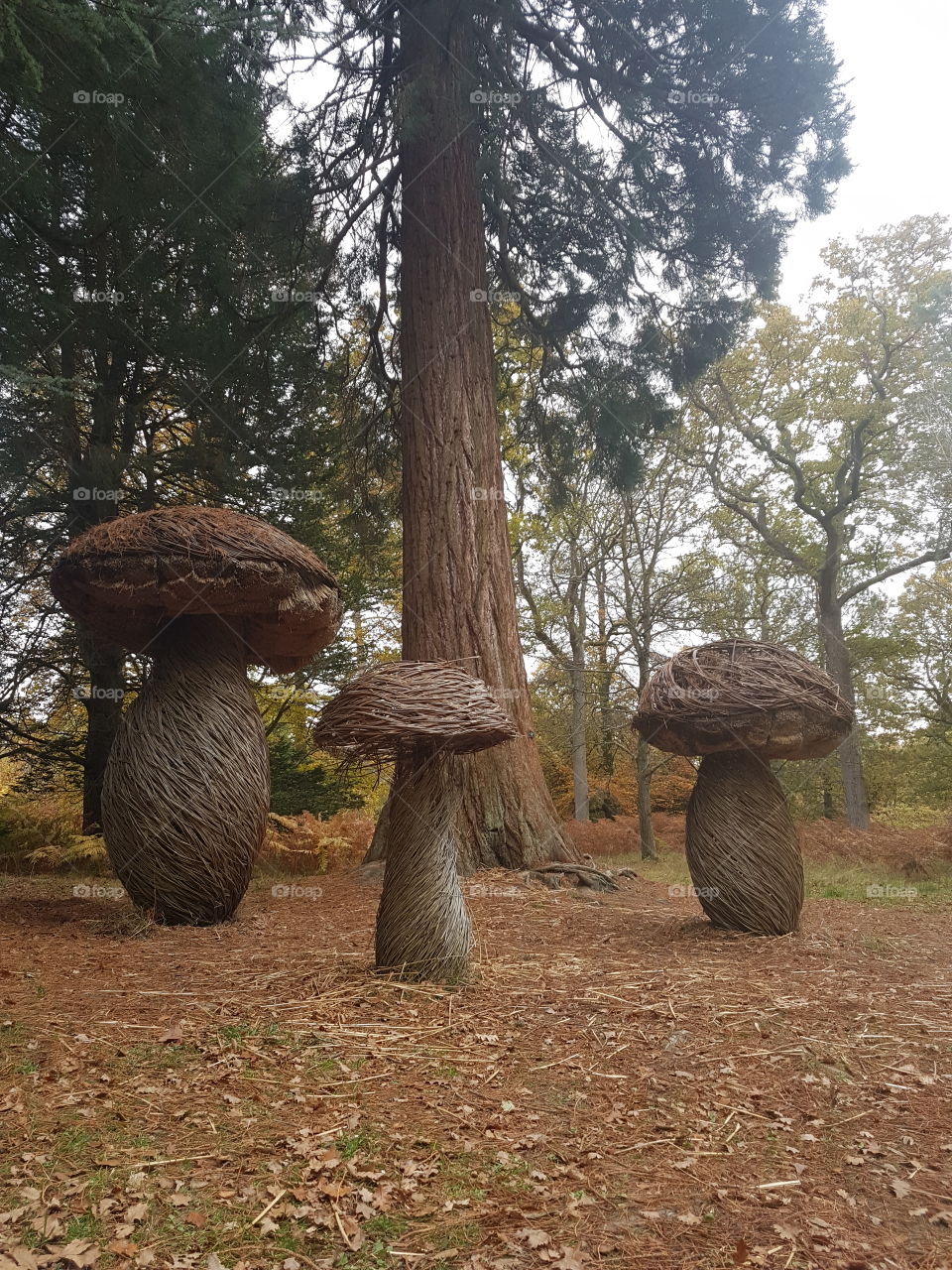 lifesized mushrooms