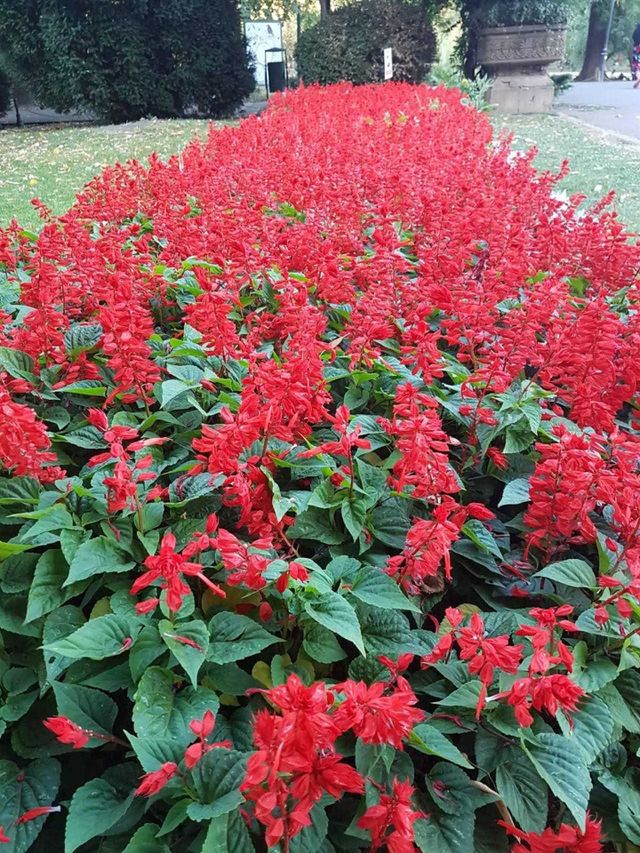 Red flowers