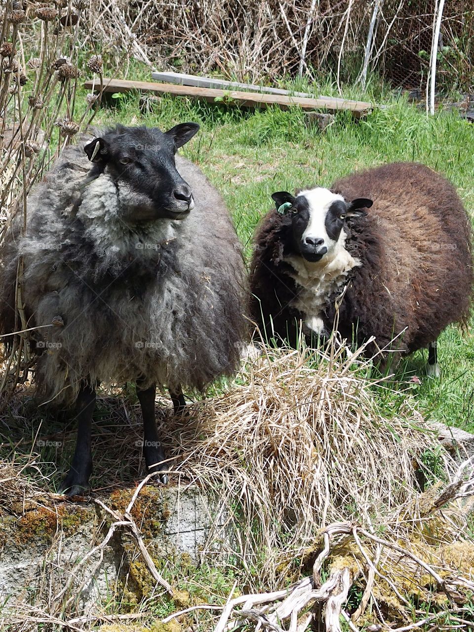 Sheep with full and colorful wool coats ready for spring shearing graze in a pasture on a farm in rural Lane County in Western Oregon. 