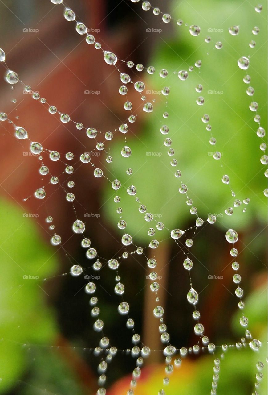 Dew on the web