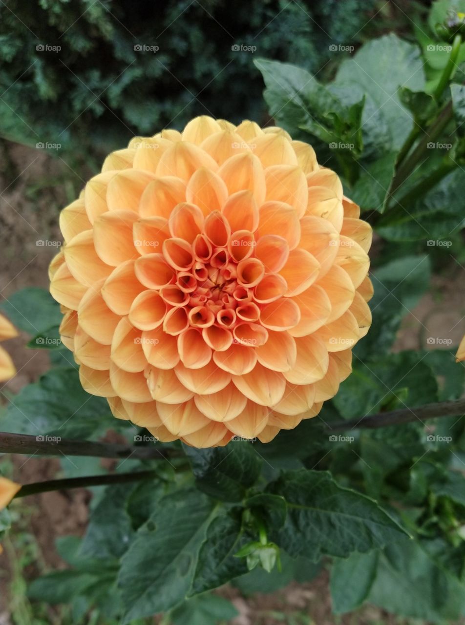 Dahlia