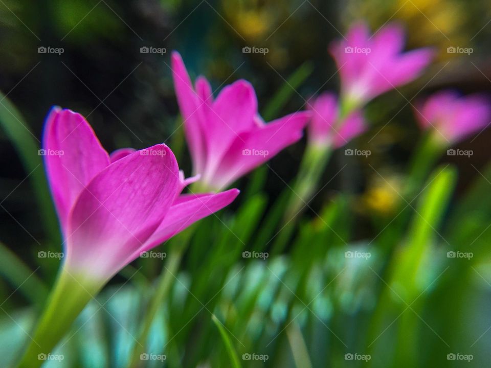 Rain Lily Flowers 