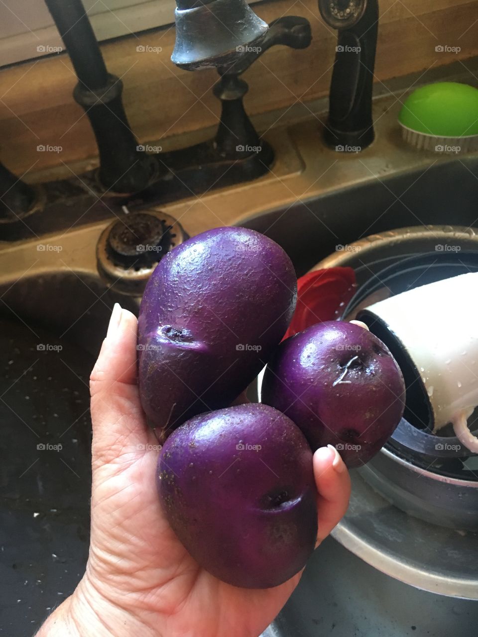 Purple gem potatoes organic home grown 