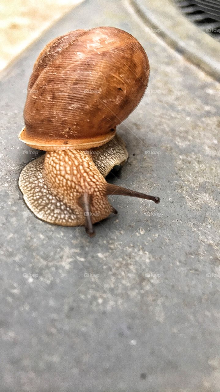 A snail chugs on his way