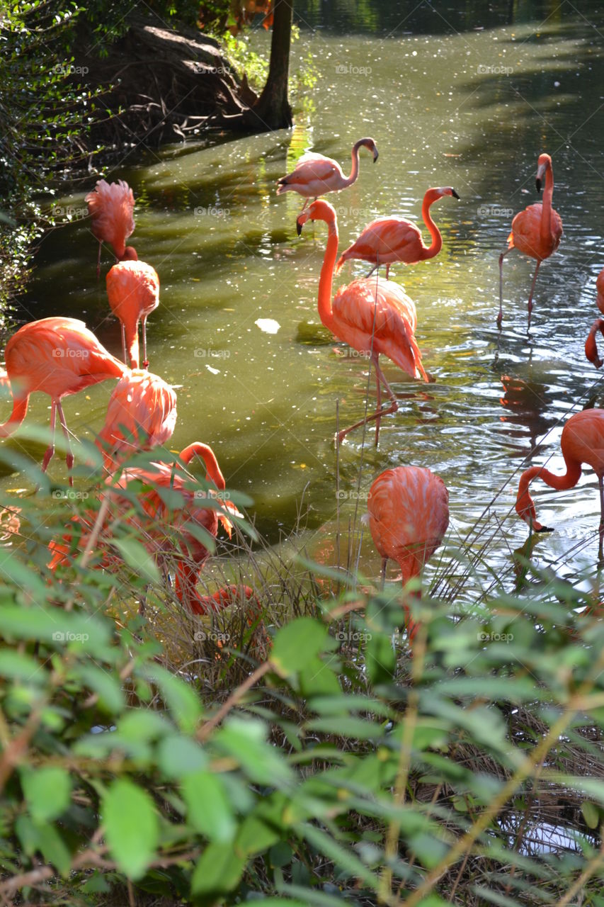 Pretty Pink Flamingos!  You’ve been flocked!