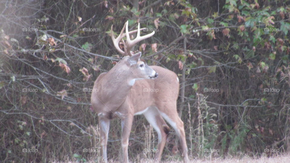 Deer, Antler, Mammal, Nature, Wildlife