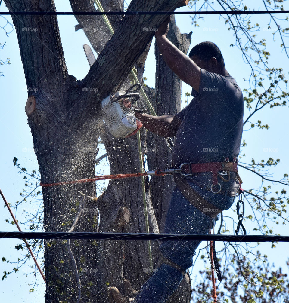 Worker cutting down tree