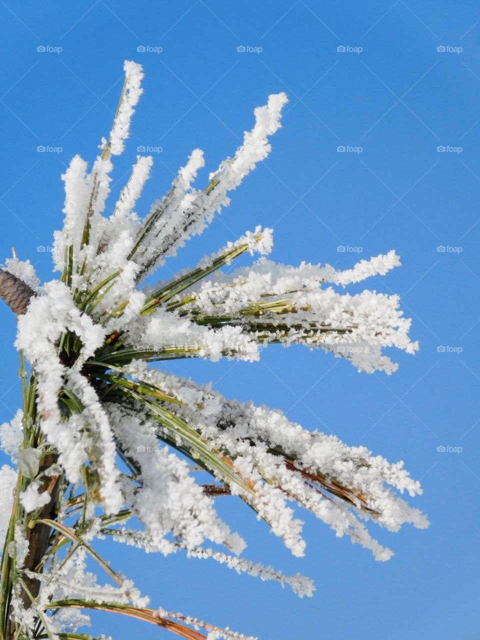 frosty pine