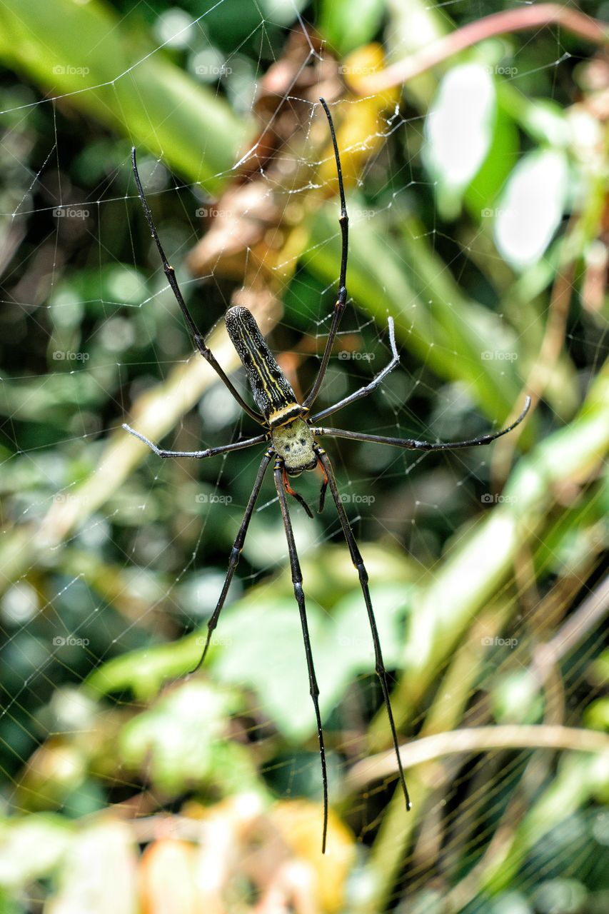 large golden orb idea in Malaysia. ..as high as an adult hand