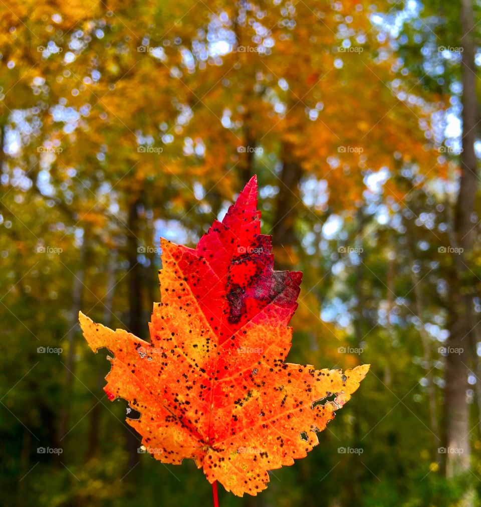 Fall color leaf