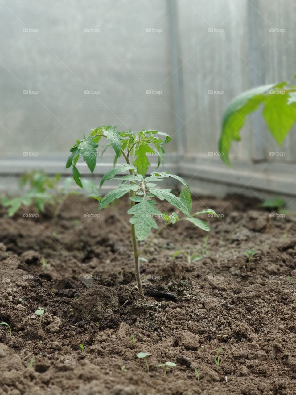 young tomato plant in ground of greenhouse