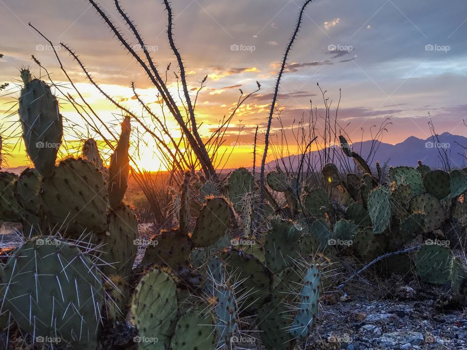 Desert Landscape - Cactus Sunset 