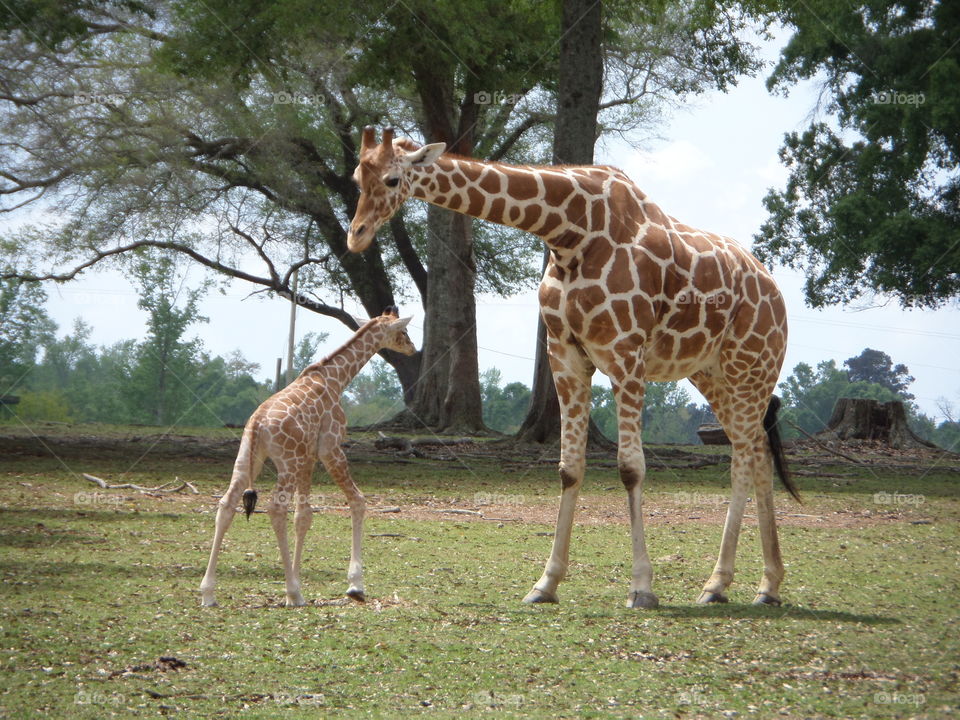 motherly love