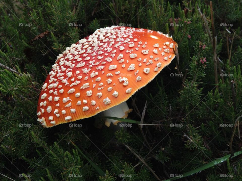 Fly Agaric 