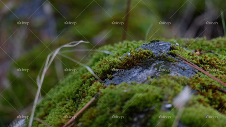 Rock cushioned with moss