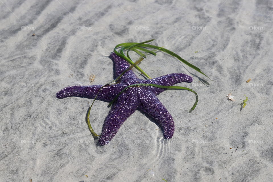 Starfish washed up on a sandy beach 