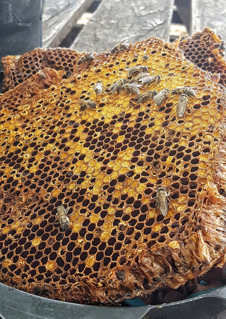 honeycomb, bees, honey