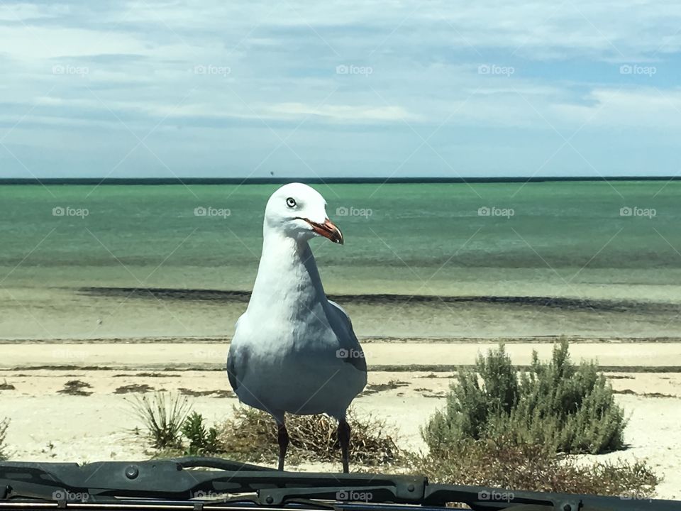 Hitchhiker settling on the hood bonnet of my car, closeup through windshield windscreen foreground, ocean and its horizon background