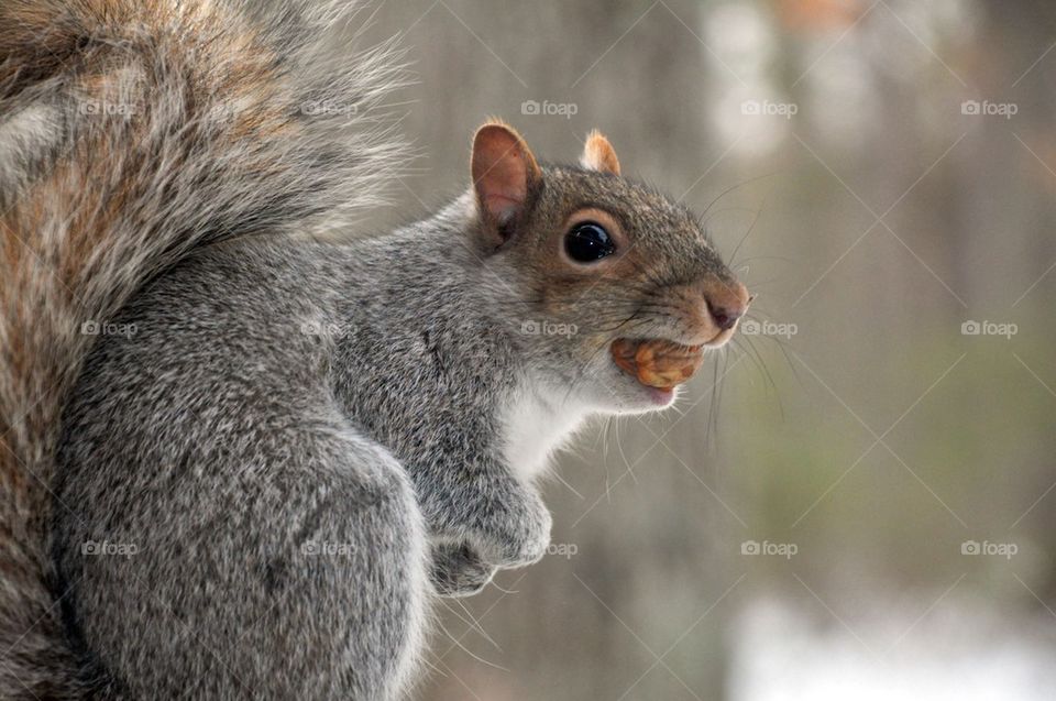 nutty Squirrel 