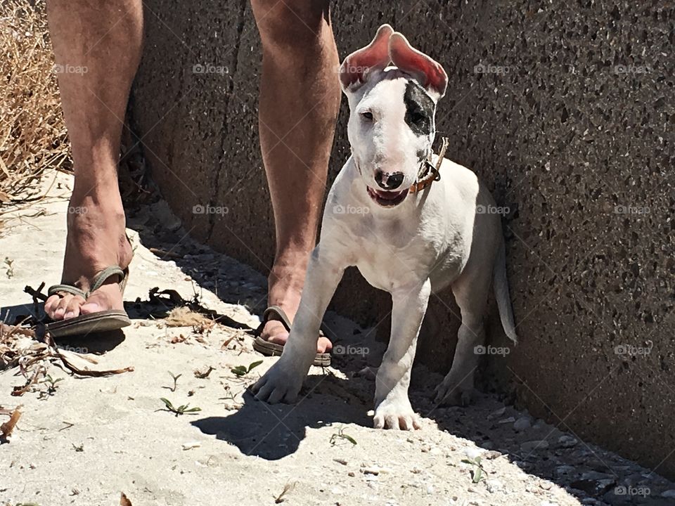 Bull terrier puppy with owner. 