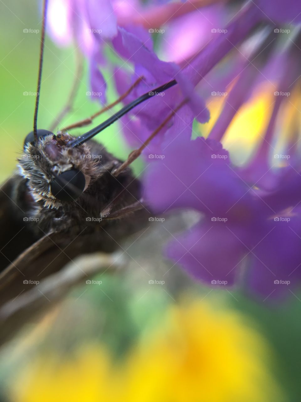 Butterfly closeup