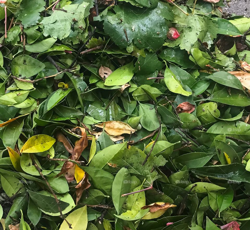 Piles of leaves 🍁