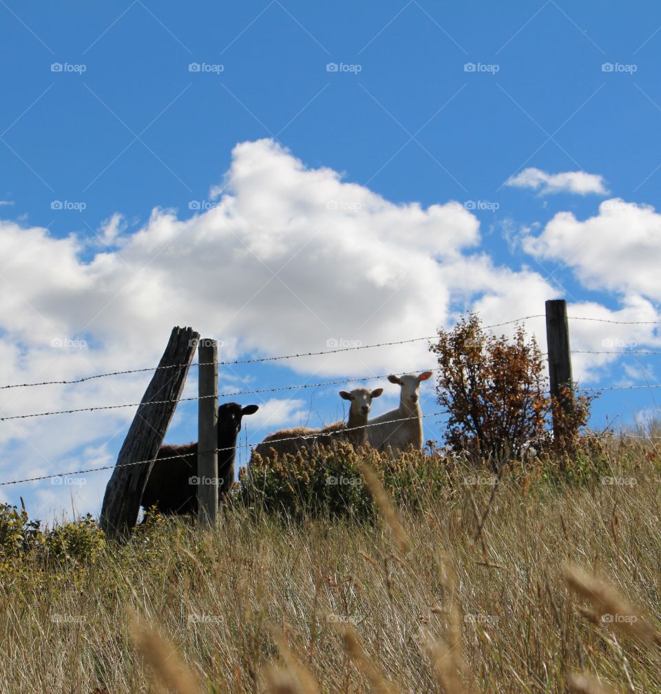 Three lambs behind a wire fence, in the tall prairie grass, against a bright blue sky with fluffy white clouds.