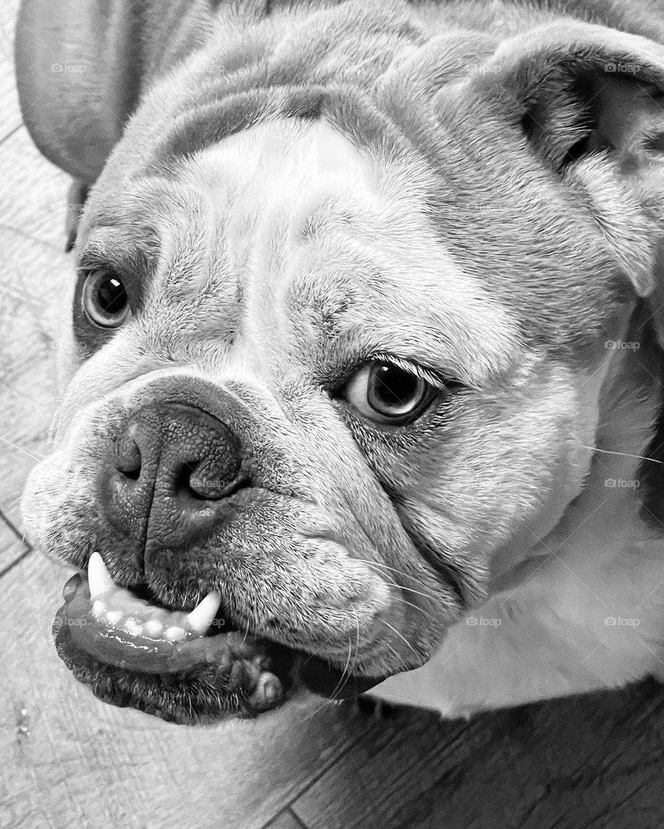 English bulldog