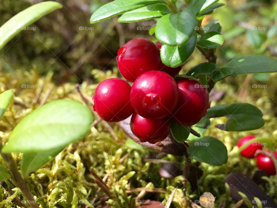 Lingonberry 