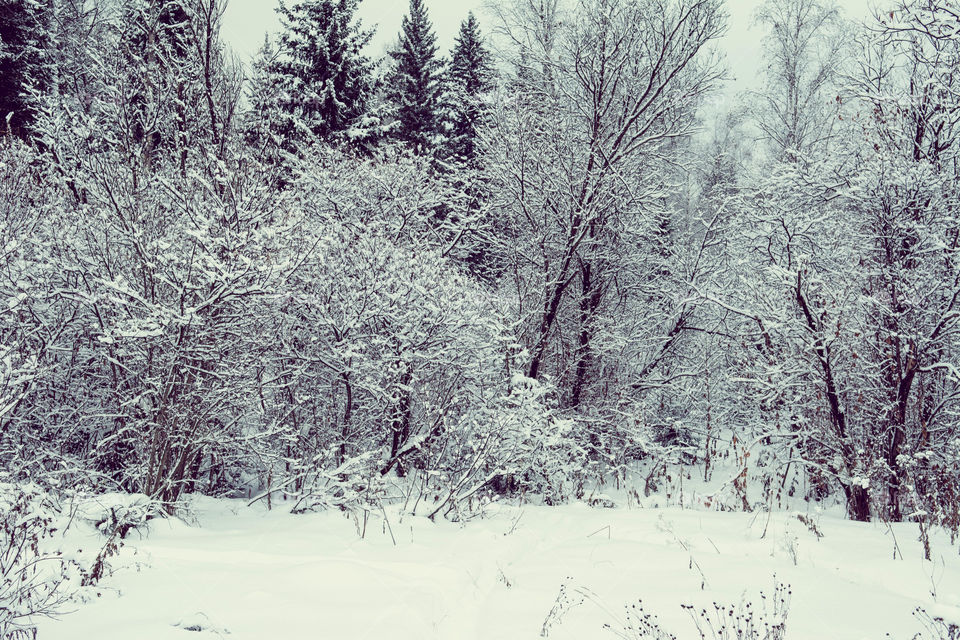 Winter forest