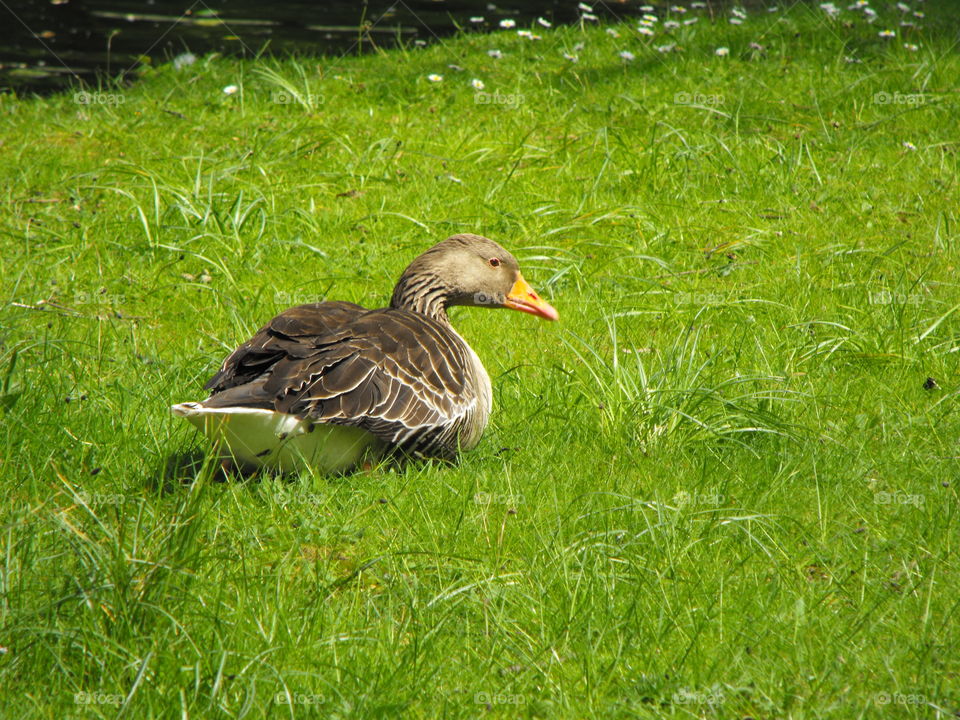 A goose on a spring green lawn