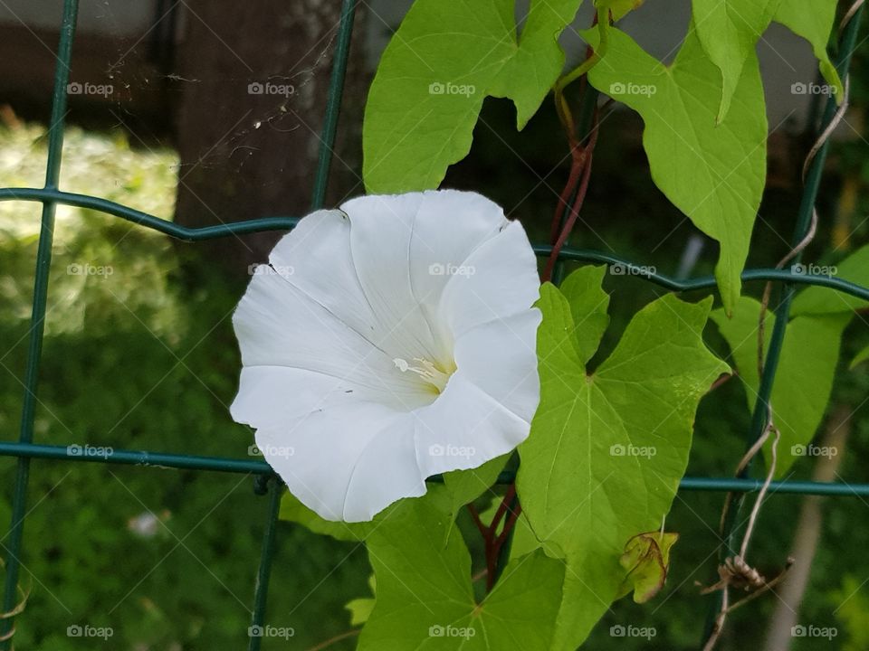 white flower