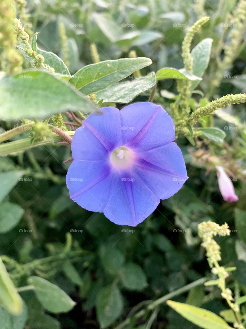 Closeup of a purplish blue Morning Glory wildflower in a field