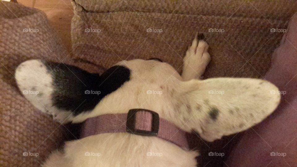 a rat terrier relaxed