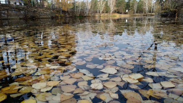 little beautiful lake in the sity park