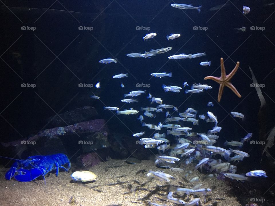 New England Aquarium blue lobster