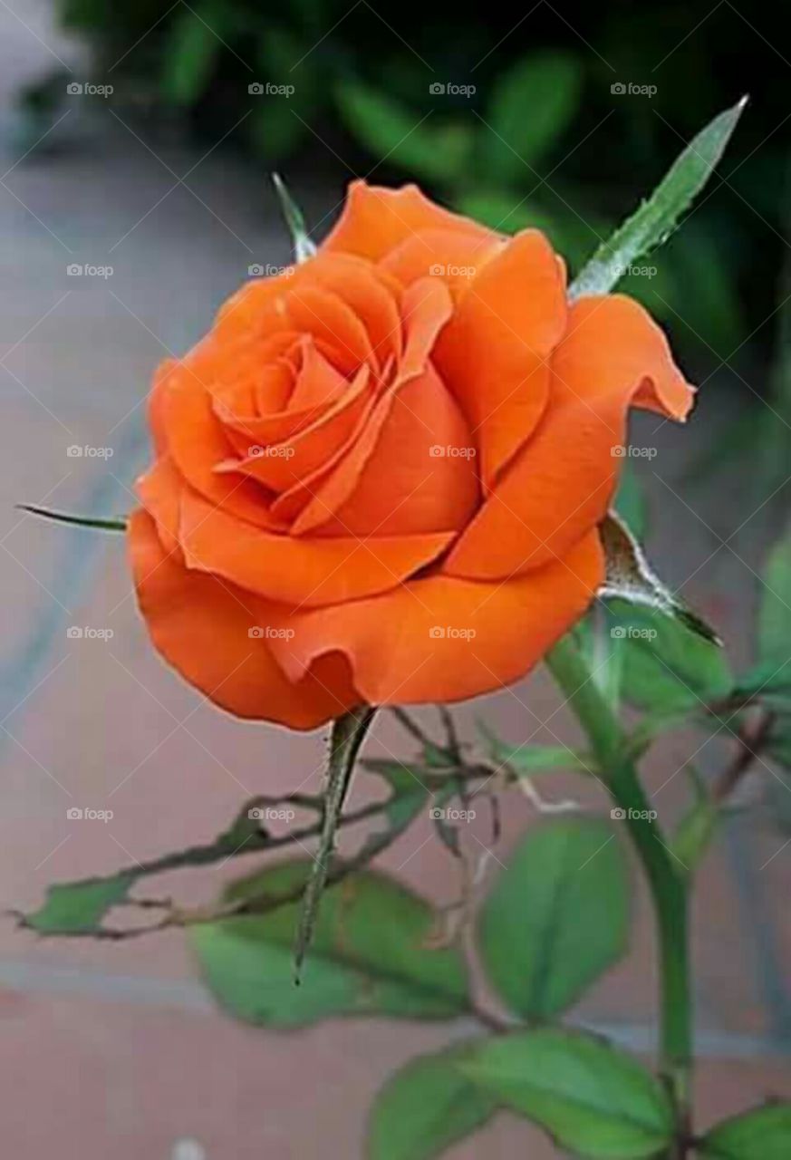 Orange  rose