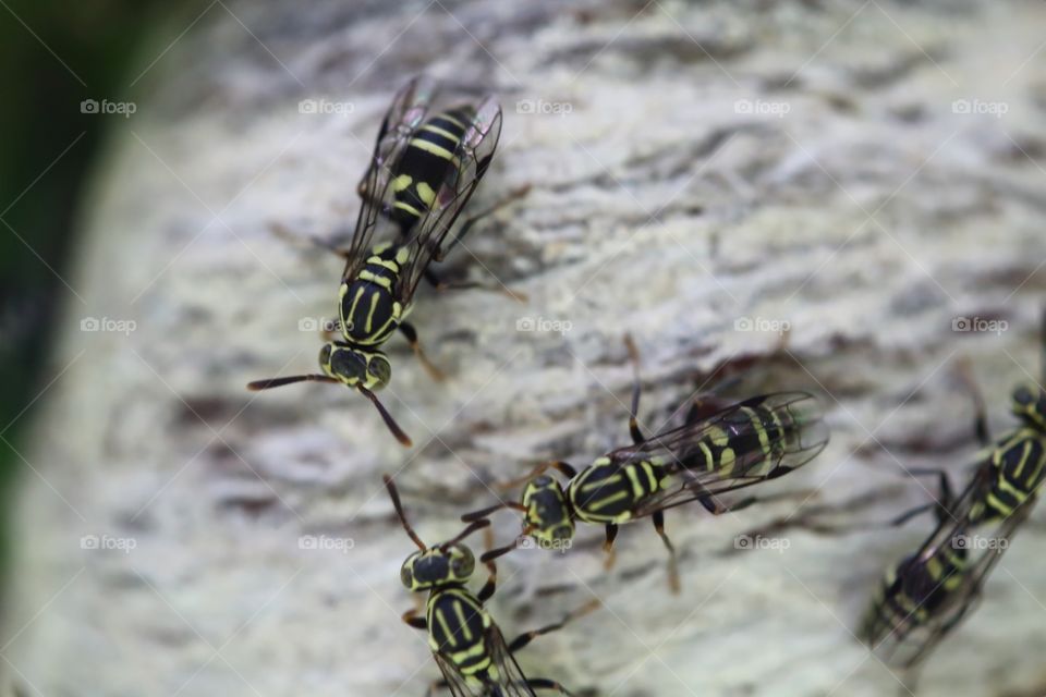 Wasps 