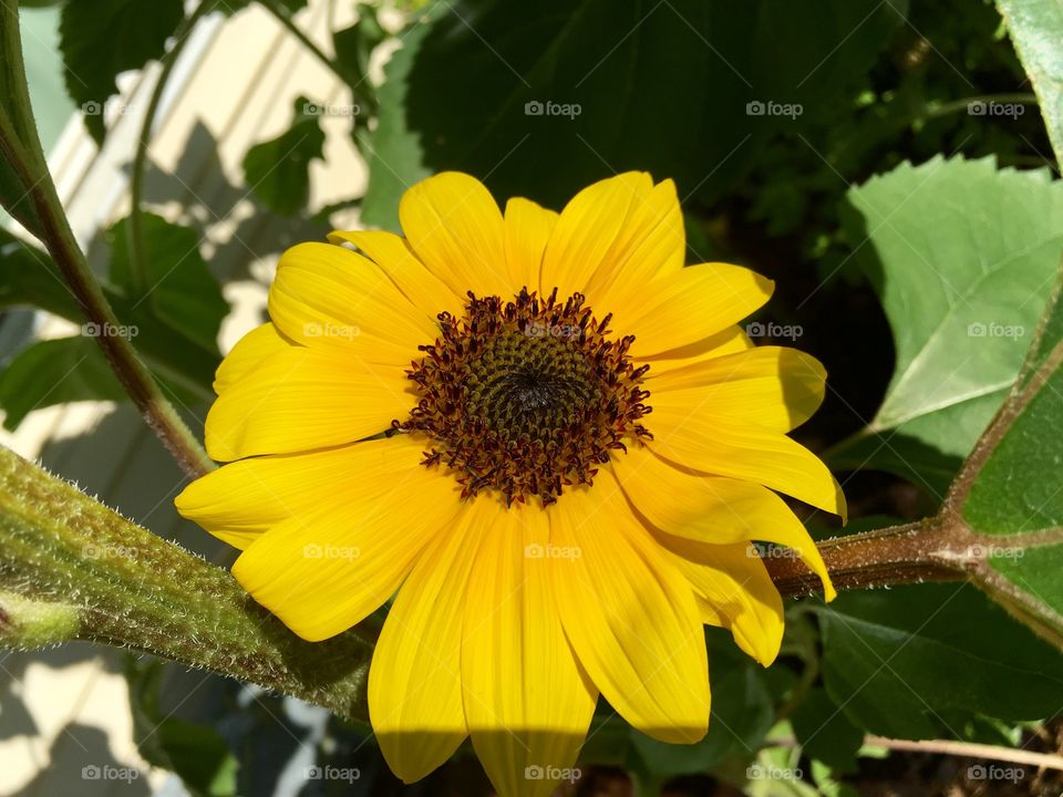 Small sunflower