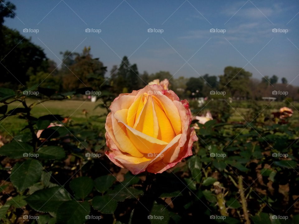 rose garden