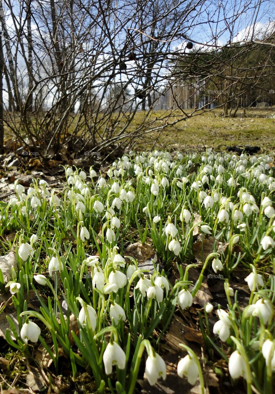 spring flowers nature landscape