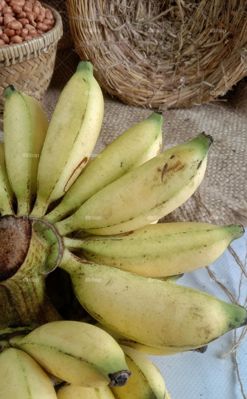 Banana is the general name given to large herbaceous plants with large, elongated leaves that grow directly from the stem.