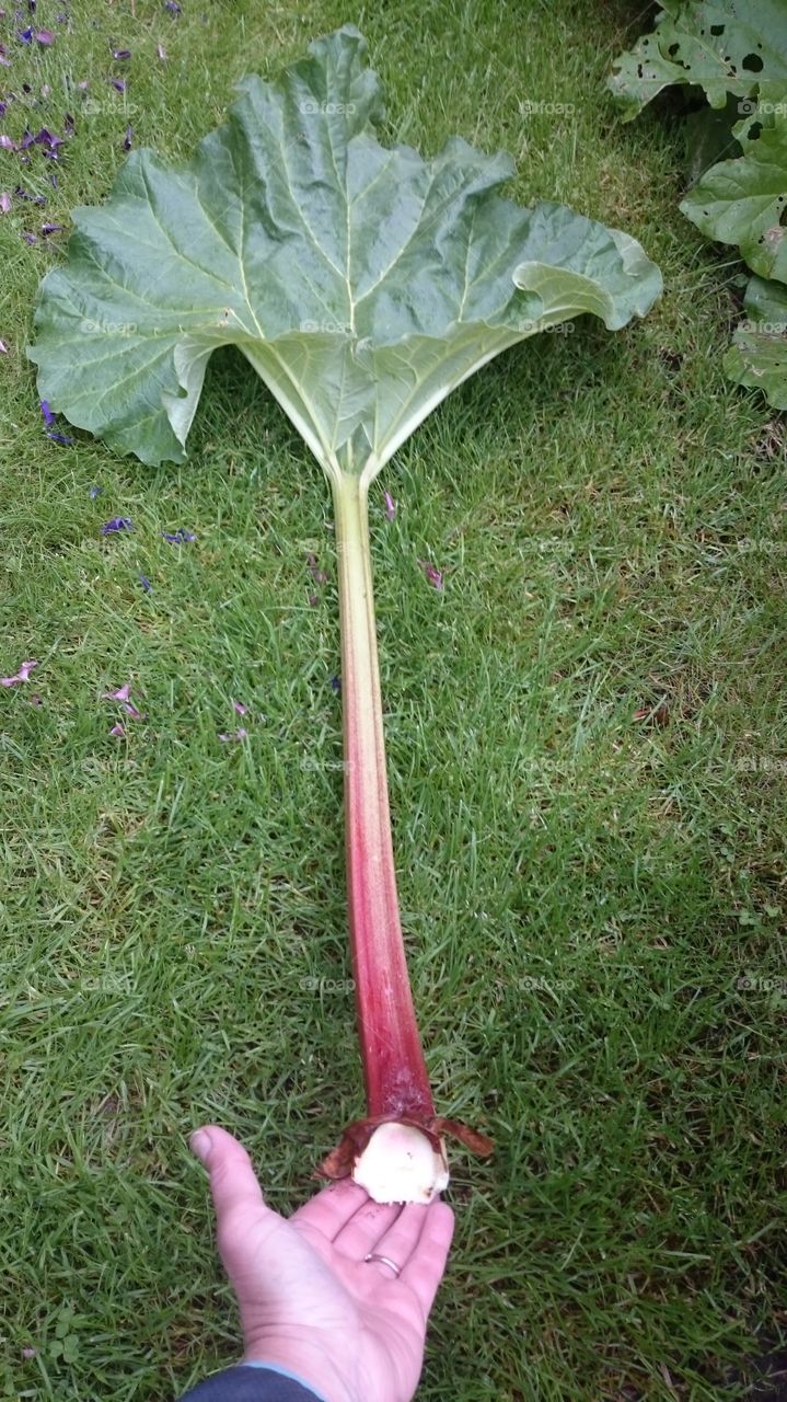 Big rubarb 